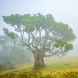 Fanal Forest