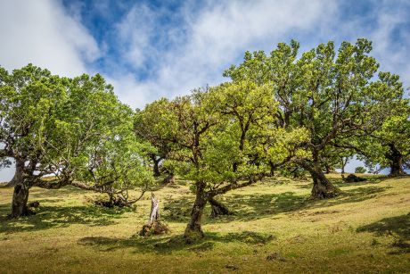 madeira-tours-27